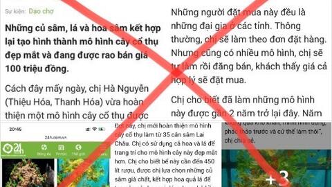 Một bài báo vô trách nhiệm và một "lái buôn" khoe chiến tích bán Sâm Lai Châu