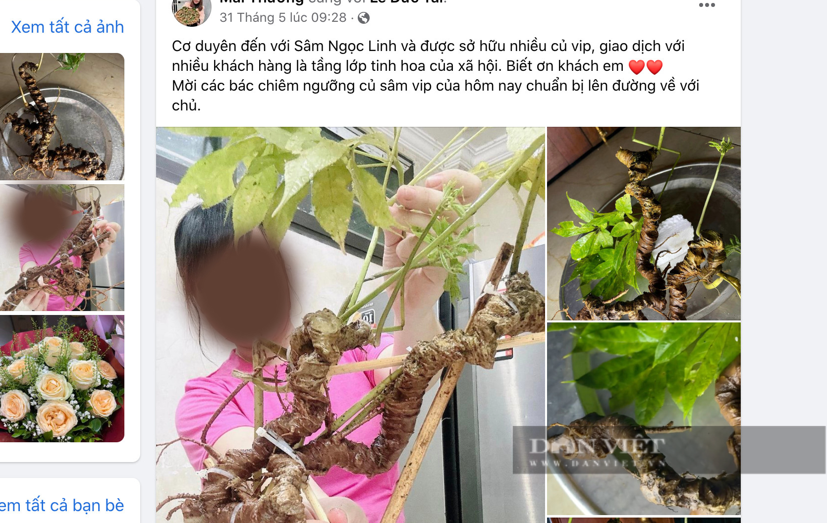 Biến tướng sâm lậu làm méo mó thị trường quốc bảo sâm Ngọc Linh - Ảnh 2. Biến tướng sâm lậu làm méo mó thị trường quốc bảo sâm Ngọc Linh - Ảnh 2.