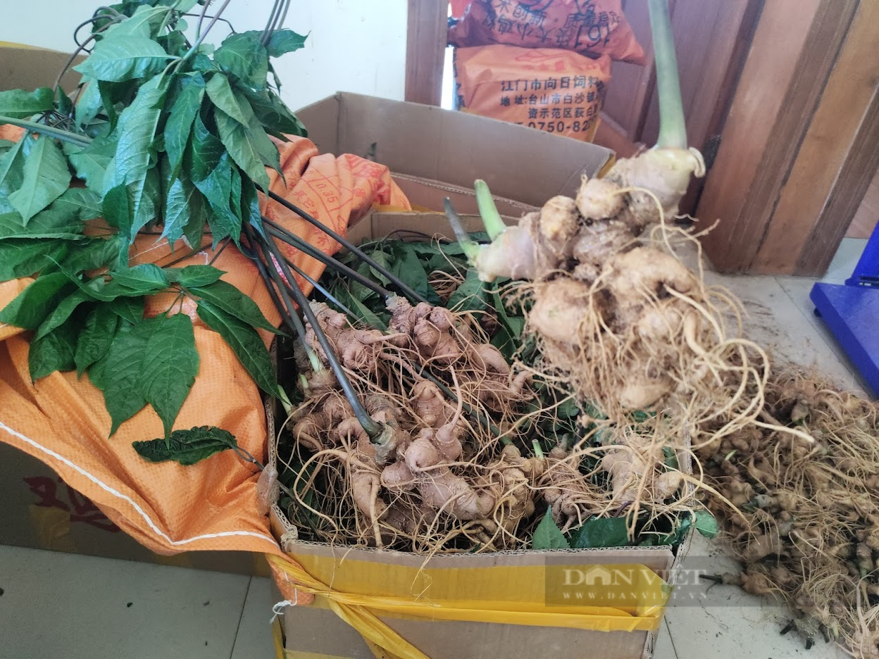 Cách thức "tẩy trắng" sâm nhập lậu vào Việt Nam (Bài 3) - Ảnh 4. Cách thức "tẩy trắng" sâm nhập lậu vào Việt Nam (Bài 3) - Ảnh 4.