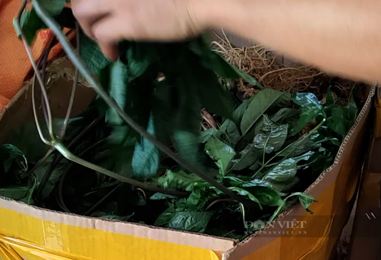 Cách thức "tẩy trắng" sâm nhập lậu vào Việt Nam (Bài 3) - Ảnh 6. Cách thức "tẩy trắng" sâm nhập lậu vào Việt Nam (Bài 3) - Ảnh 6.