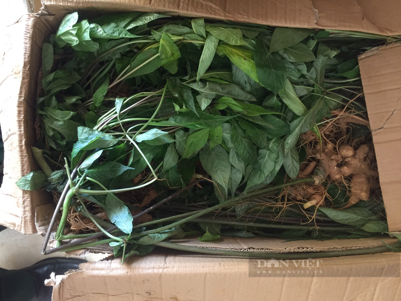 Những đêm trắng lùng bắt sâm lậu (Bài 4) - Ảnh 5. Những đêm trắng lùng bắt sâm lậu (Bài 4) - Ảnh 5.